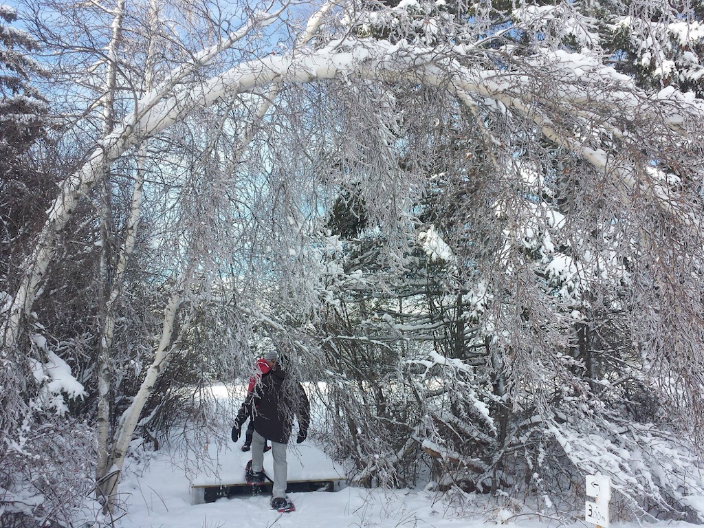 snowshoe1